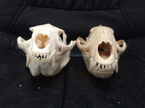 Skull comparison between the two biggest v.iverrid species: B.inturong (left) and African C.ivet (ri