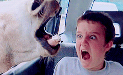 palpattine:  Ewan McGregor’s reaction to funny animal pictures. 