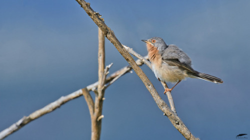 Western Subalpine Warbler - Toutinegra-carrasqueira (Curruca iberiae): maleFreixo de Espada à CInta 