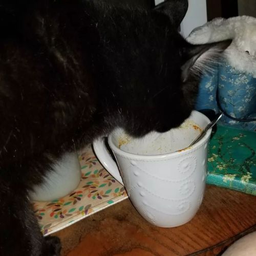 Edgar decided he needed my soup more than I did. Fair enough, it&rsquo;s his now. Once he sticks hi