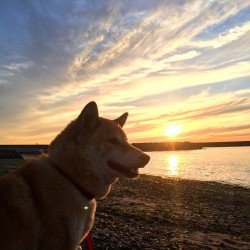 Shiba-Natsu:  （≧∇≦） 黄昏メイさん。 U^ェ^U  Sunset Dog May！ U^ェ^U