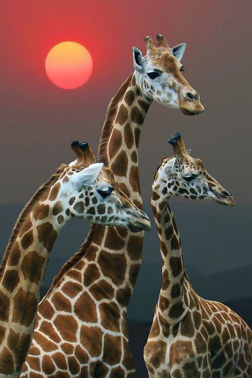 animals-be-cute:  .