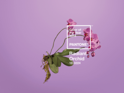 wgsn:  Pantone has announced PANTONE®18-3224 Radiant Orchid as the color of the year for 2014 