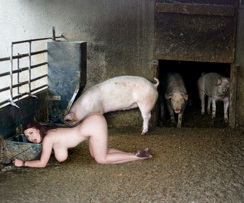 thehumiliater: pig farming