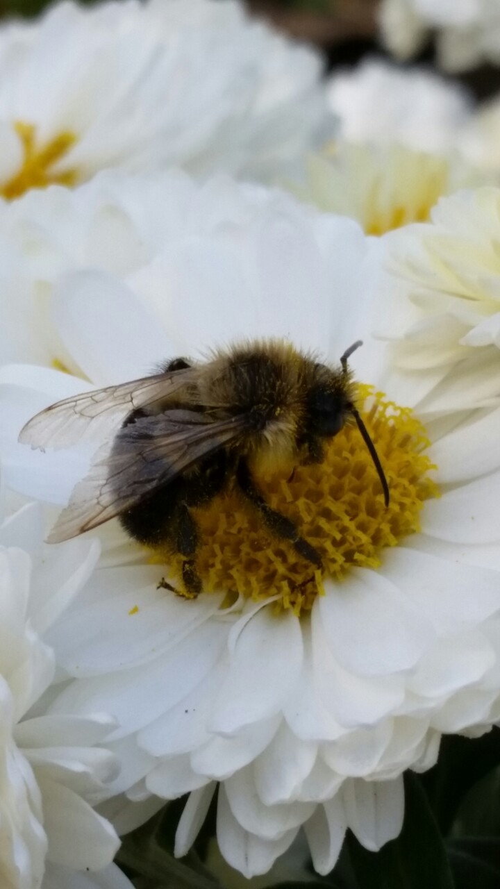 toroymuahh:  Little bees are so cute 