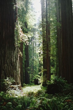 calms:  wolverxne:  A Walk Among Giants - by: [Manyfires]  ● vintage &amp; indie blog ● 