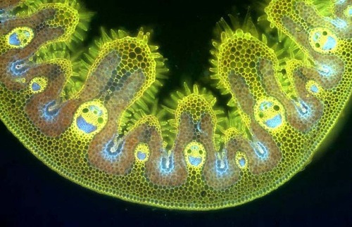 hyperactivetardis:kia-kaha-winchesters:cheefkief:sicut-es-unda:Grass cells under a microscope.THEY L