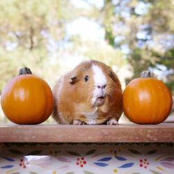 thedailyguineapig:  (via Fuzzberta &amp; Friends @fuzzberta Believe it or not…Instagram photo)  