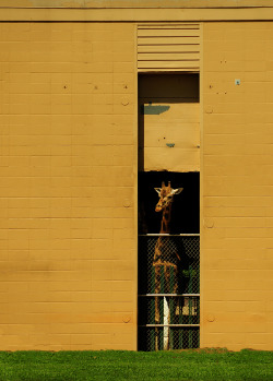 esleeping:  giraffe lookout okc zoo oklahoma city, ok
