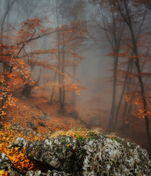 optically-aroused:   In the autumn wilderness by Victor Swan   Oooo~!