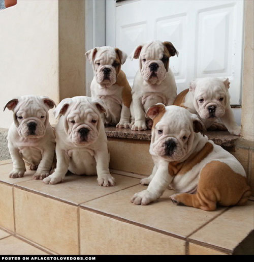 aplacetolovedogs:  An adorable crew of squishy faced English Bulldog puppies @jmarcoz For more cute dogs and puppies