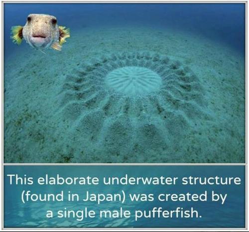 Japanese pufferfish make crop circle like designs in the sandy seabed floor.