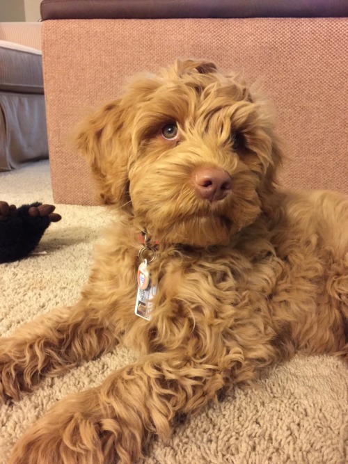 cute-overload:Our new Australian Labradoodle, Murphy!http://cute-overload.tumblr.comsource: http://i