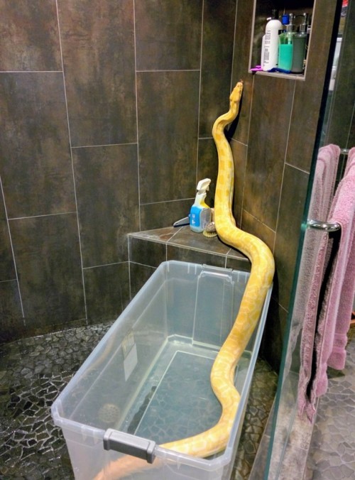 thlpp:Long snek is long