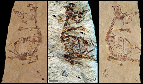 cloudair-paleontology:  Fully fledged enantiornithine hatchling revealed by Laser-Stimulated Fluores