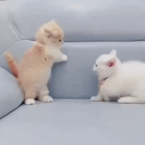 googifs:Tiny kitten slaps .