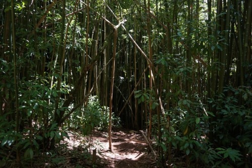 northern-nomad: Taken on the short 1.6 mile trail up to Manoa Falls. This waterfall is 150 feet tall