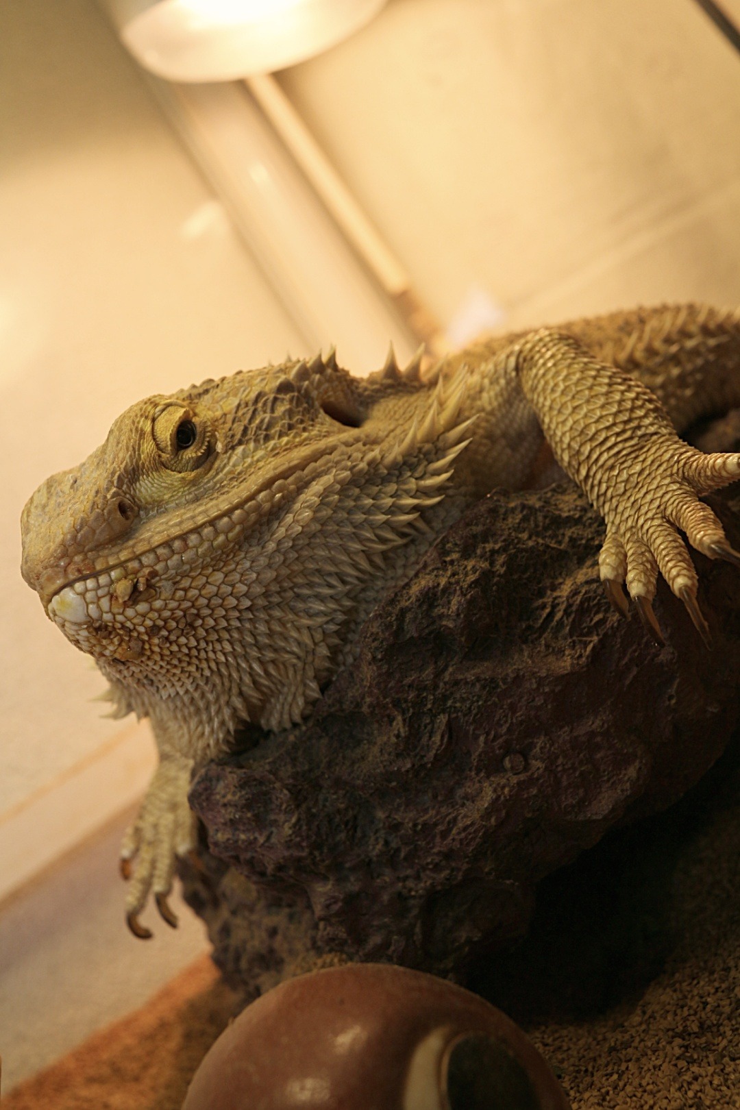 Photograph Collection Of Beardeddragon Photograph Collection Of Beardeddragon