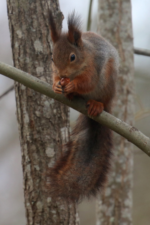 Red squirrel/ekorre. Värmland, Sweden (April 24, 2022). 