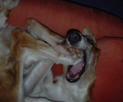 hounddogsrunning:  Happy Borzoi 