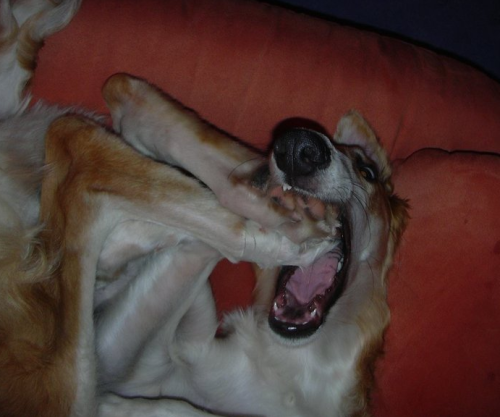 hounddogsrunning: Happy Borzoi
