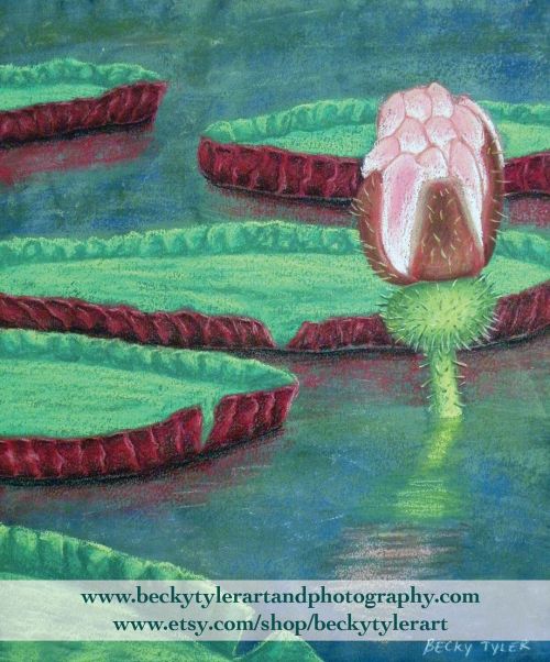 Water Lily. Acrylic &amp; Pastel. Drawing available on @etsy. Link in my bio. #drawing #painting