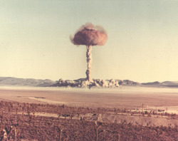 humanoidhistory:The 14-kiloton “Charlie” nuclear test goes off in Nevada, October 30, 1951, part of Operation Buster-Jangle. They quit the above ground testing long before I moved here but they were still doing the under ground testing. Chandelier
