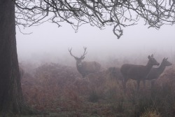 celtic-forest-faerie:  {Foggy Deer} by {Adrian