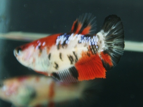 Halfmoon Koi Betta, Female
