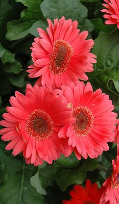 olgaissibri:  (со страницы Coral Gerber Daisy | olga is sibiri1 | Pinterest) 