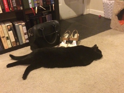 beccawhoelse: Frankenstein in various states of cat.