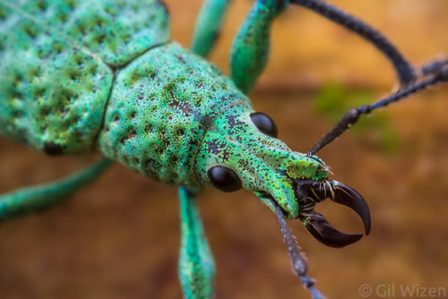 alucardbrofist: b33tl3b0y: look at the little scales on my glittery weevil son! they’re called “phot