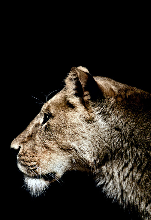 johnnybravo20:Lioness (by Christian Meermann)