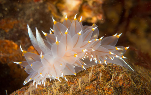 seirye:  moonlit-seashells:  the-awesome-quotes:  Sea Slugs That Prove Aliens Already Live On Planet Earth  seirye  SCREEEEE 