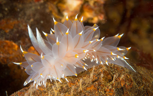 sixpenceee: A compilation of the coolest sea slugs! From top to bottom we have. Phyllodesmium Poind
