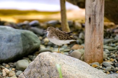 Our sandpiper is all about #NationalNappingDay  If you visit our Shorebirds Exhibit, you may see san