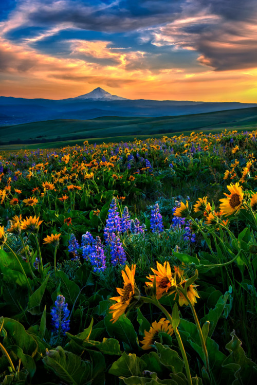 wowtastic-nature: Columbia Hills Spring by Michael Brandt on 500px○  4824✱7229px-rating:99.5☀  "