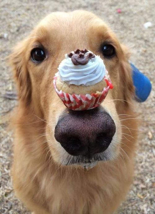 babyanimalgifs:  Hunter likes to balance things.