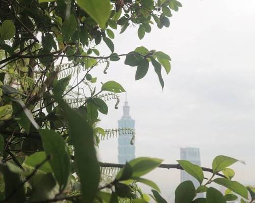 Taipei 101 . . . . . . . #elephantmountain #taipei #taipei101 #city #taiwan #asia #nature #travel #p