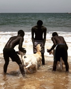 forafricans:  Young men wash  rams to be sold for slaughter. Dakar, Senegal. ©Nicky Woo   Happy Eid al-Fitr