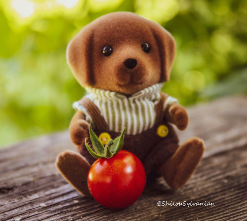 calico critters chocolate labrador family