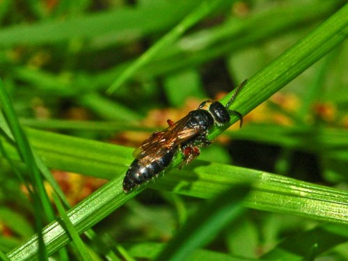 Beetle-killing Wasp (Tiphia femorata)&hellip;a species of Tiphiid wasp which occurs through most of 