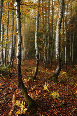 radivs:The Dance Of The Trees by Sylvain Girard