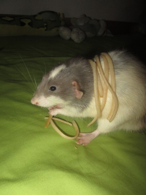 rat-rats:spidersanctuary:Some more rat silliness. Smokey being pretty, Smokey using a hammock in a d