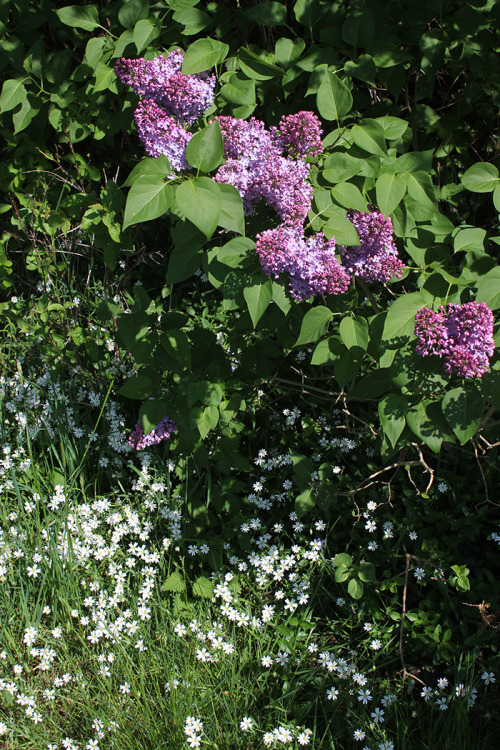 Lilac&amp;field mouse-ear.