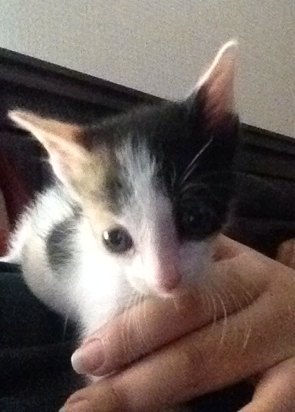 La nueva integrante!  Esta pequeñita de un mes llego a dar pura alegria y a llevarse