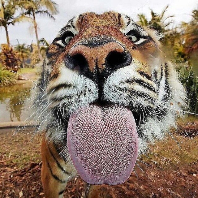 •••