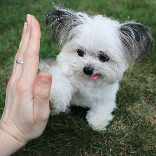 nikk-elli:  catsbeaversandducks:  This guy gives the coolest high-fives EVER. Photos