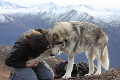 malamute