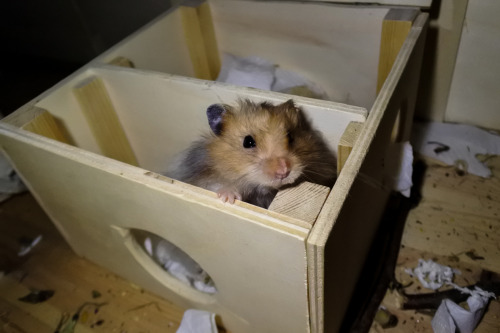 syrian hamster